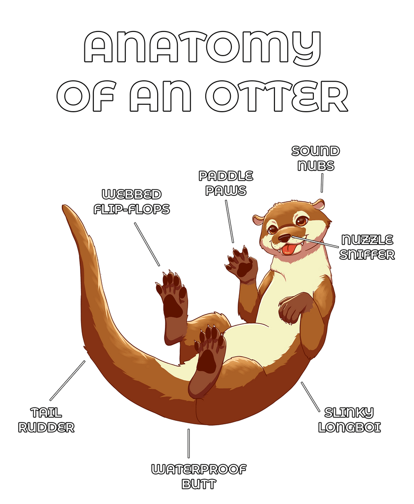 Anatomy of an Otter