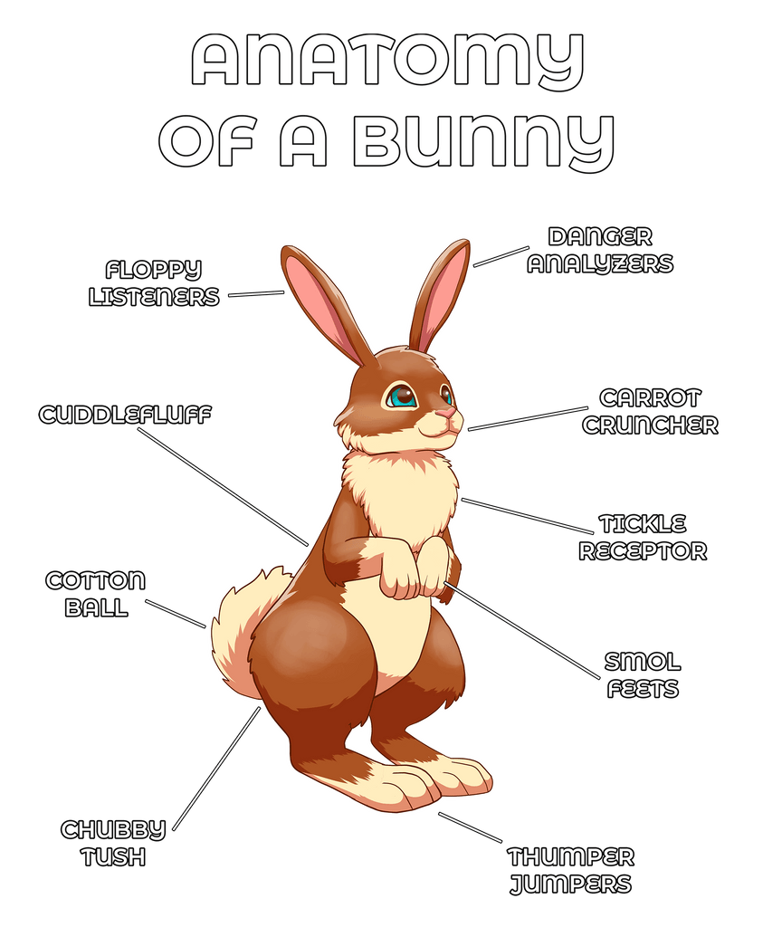 Anatomy of a Bunny