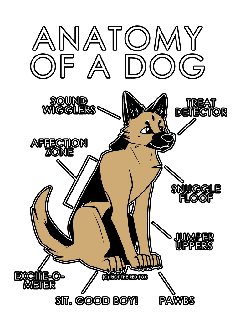 Anatomy of a Dog