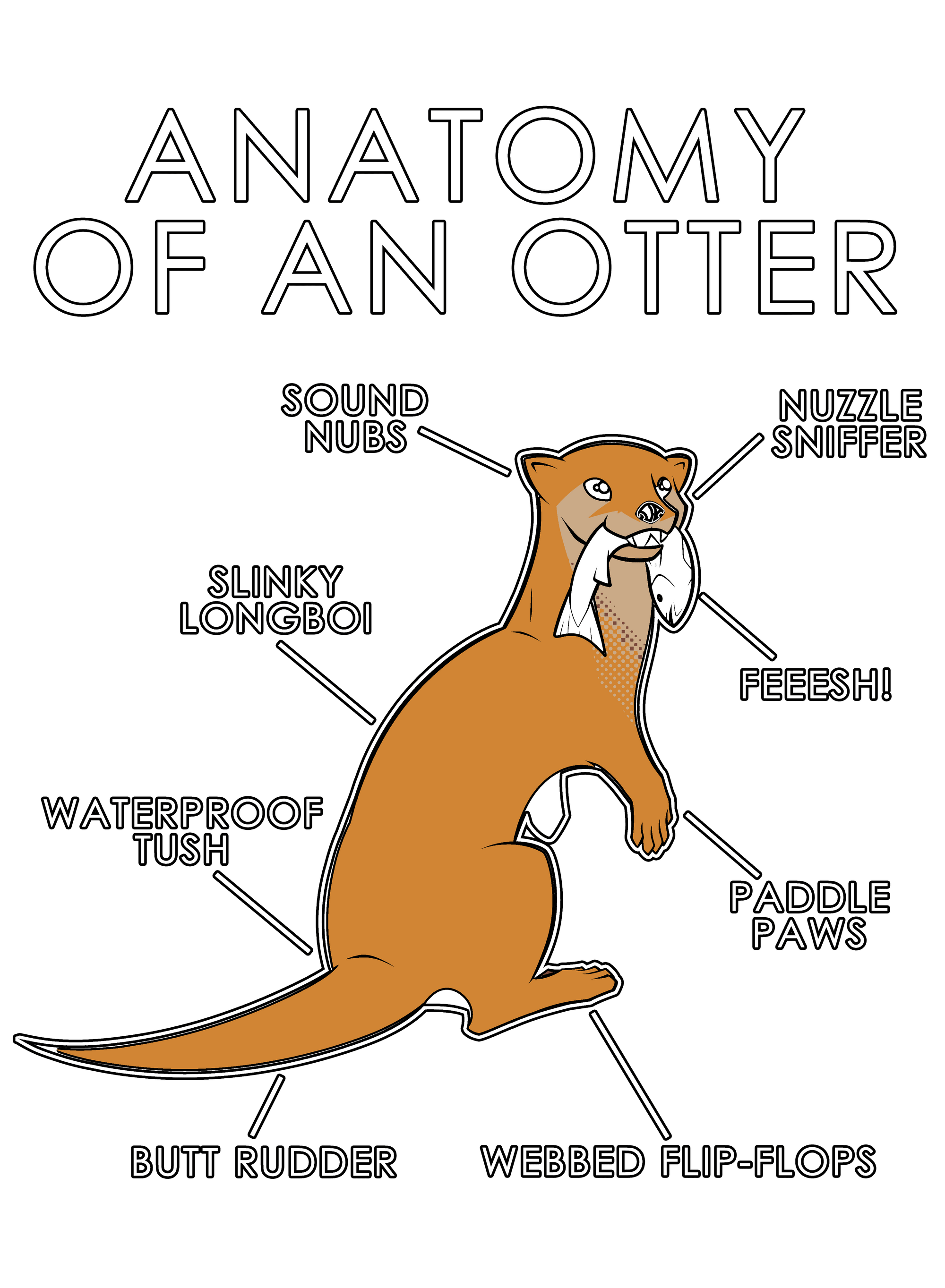 Anatomy Series - Gen 1 - Anatomy of an Otter - Orange