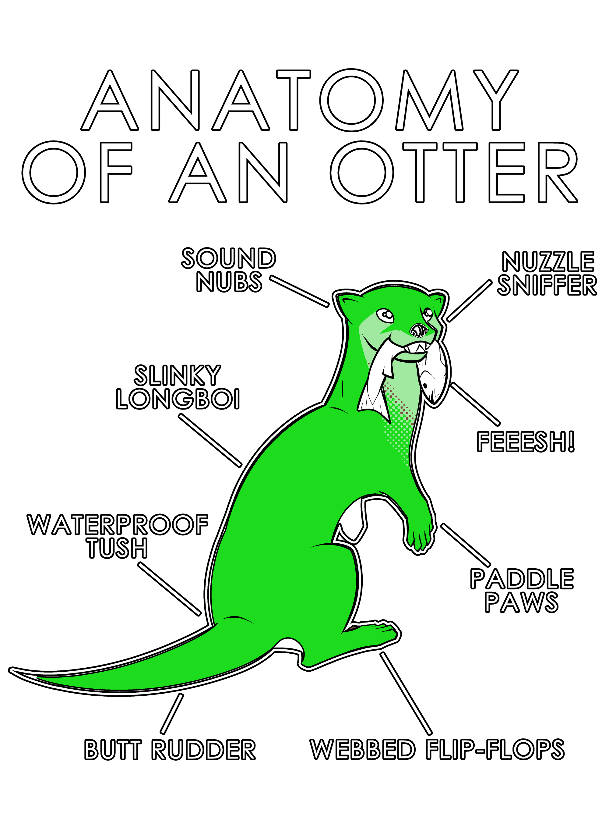 Anatomy Series - Gen 1 - Anatomy of an Otter - Green