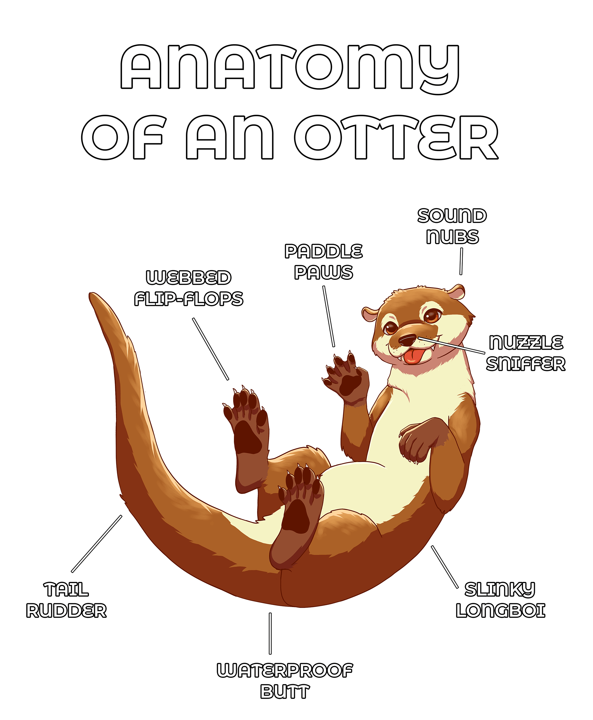 Anatomy Series - Gen 2 - Anatomy of an Otter - Brown