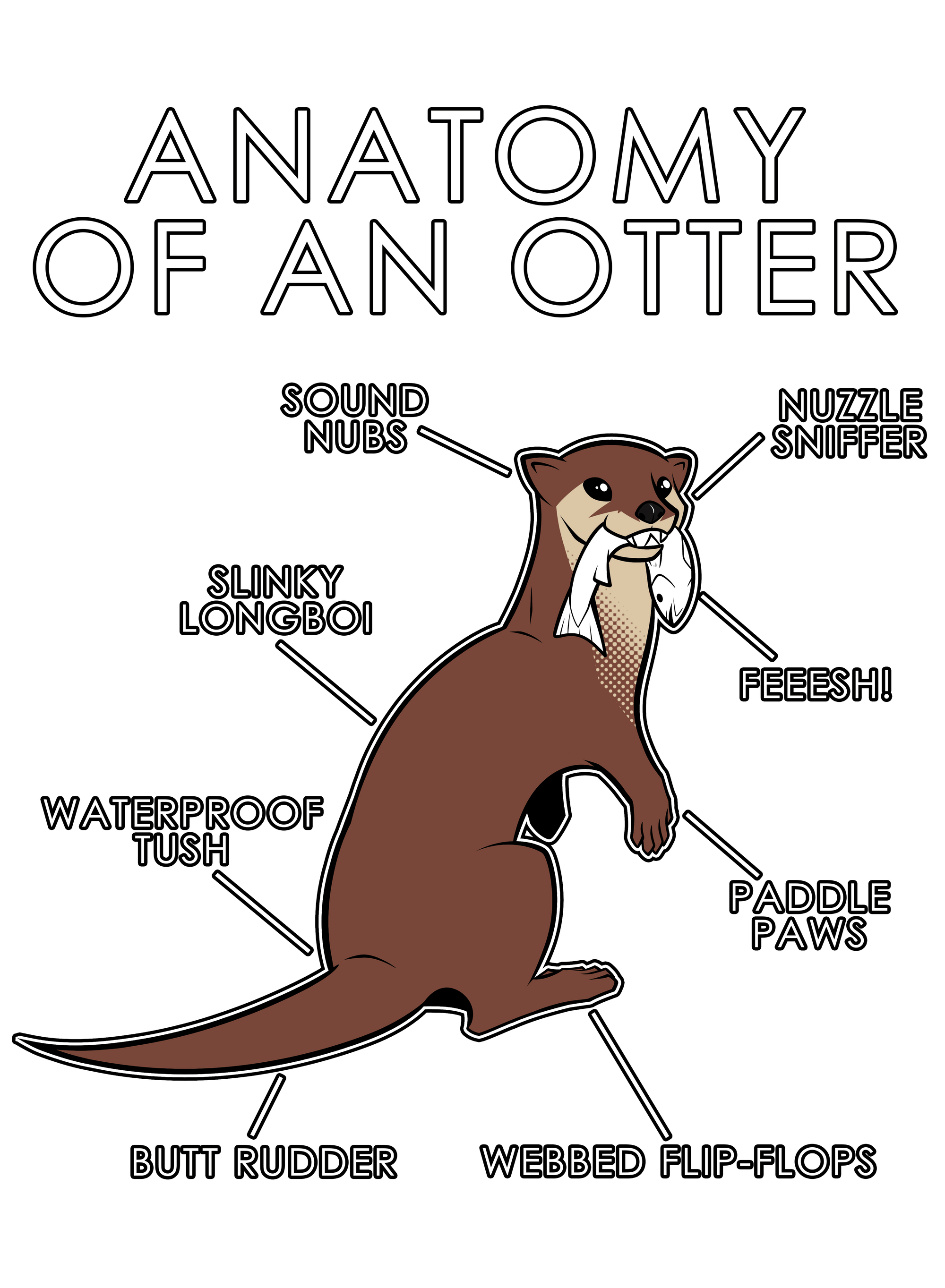 Anatomy Series - Gen 1 - Anatomy of an Otter