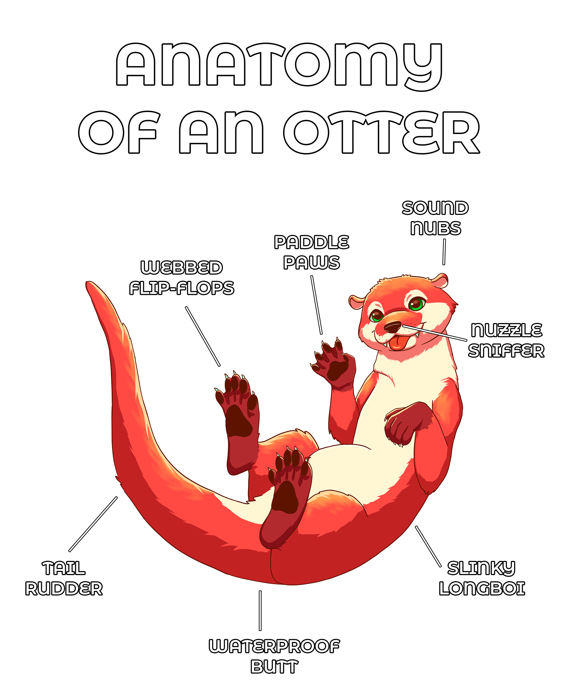 Anatomy Series - Gen 2 - Anatomy of an Otter - Red