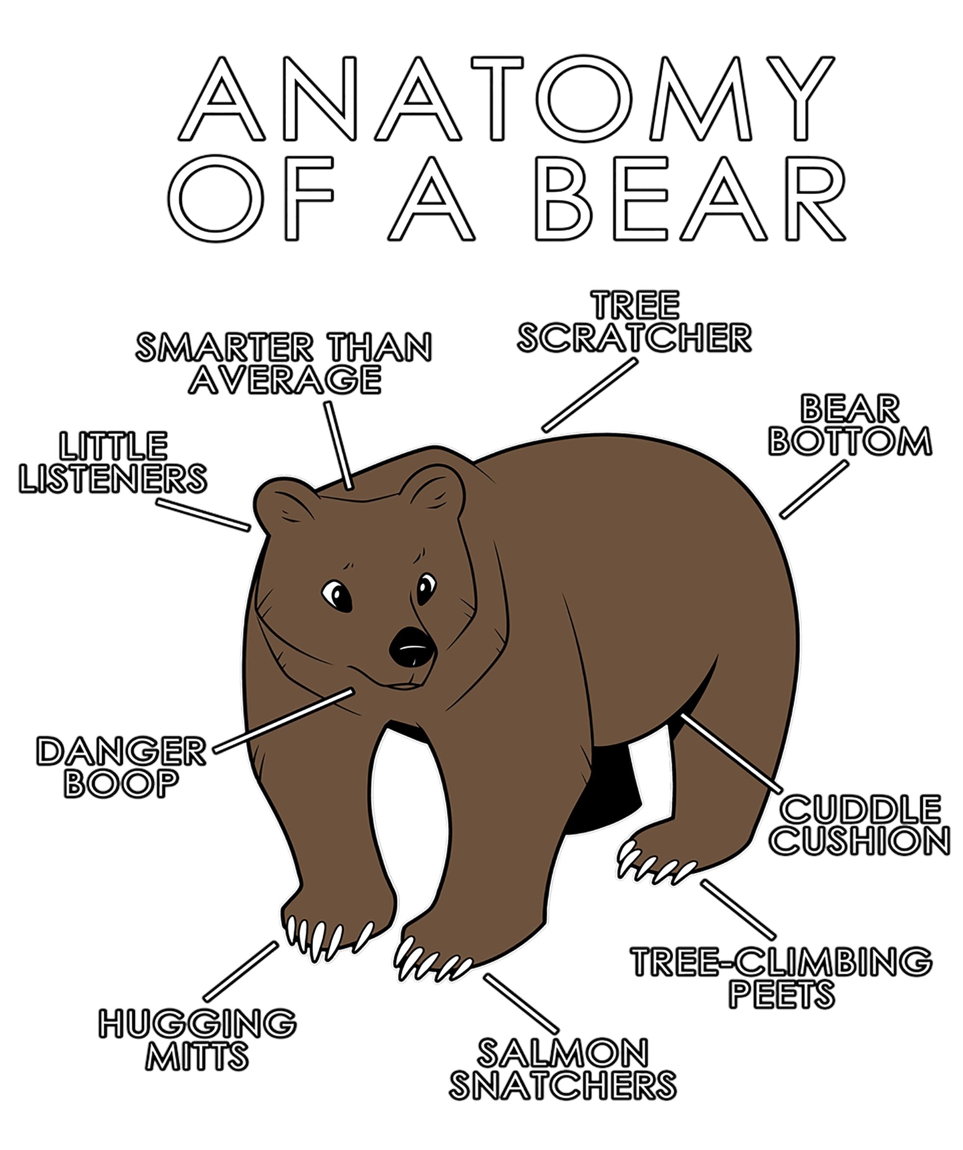 Anatomy Series - Gen 1 - Anatomy of a Bear - Natural