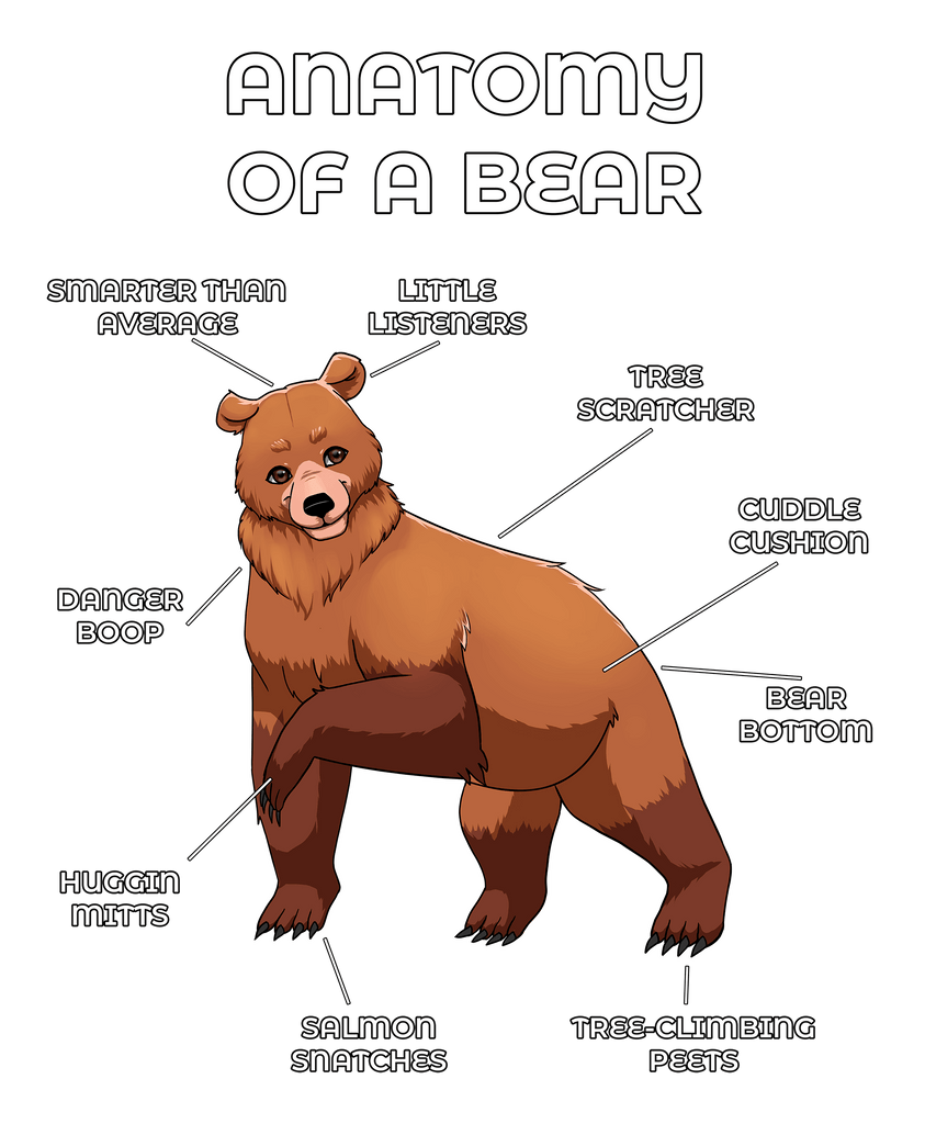 Anatomy of a Bear